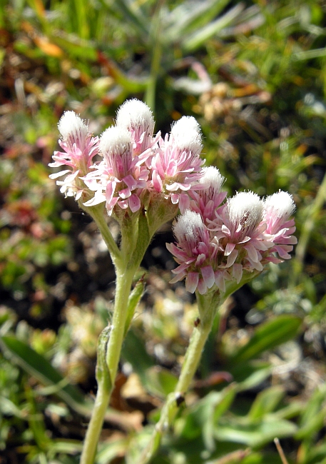 Antennaria dioica / Sempiterni di montagna